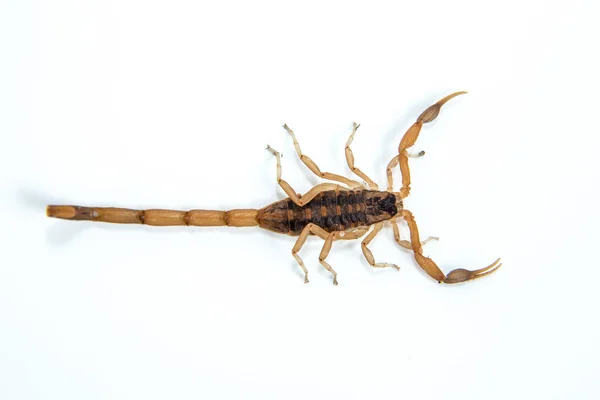 Mały Jadowit Skorpion Centruroides Vittatus Izolowane Białym Tle — Zdjęcie stockowe