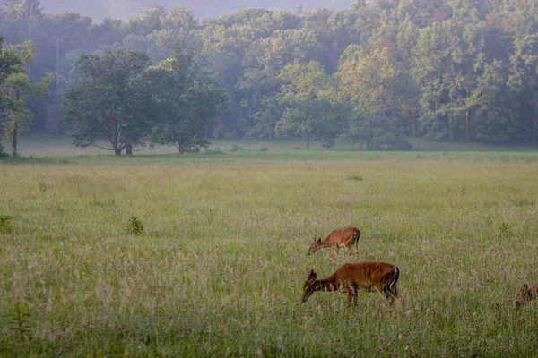 在烟雾弥漫的山区的田野里吃着长草的鹿 — 图库照片