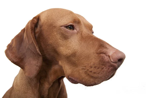 Hond Groothoek Portret Witte Achtergrond — Stockfoto