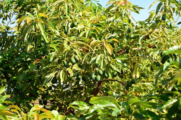 Авокадо Дереві Зеленому Листі Флорі Листі — стокове фото