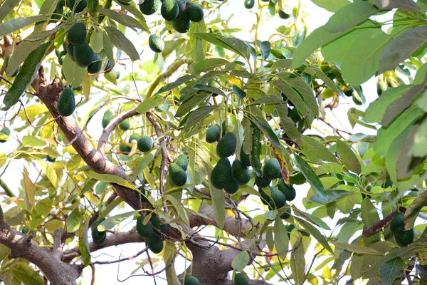Avocado Tree Flora Leaves — Stock Photo, Image