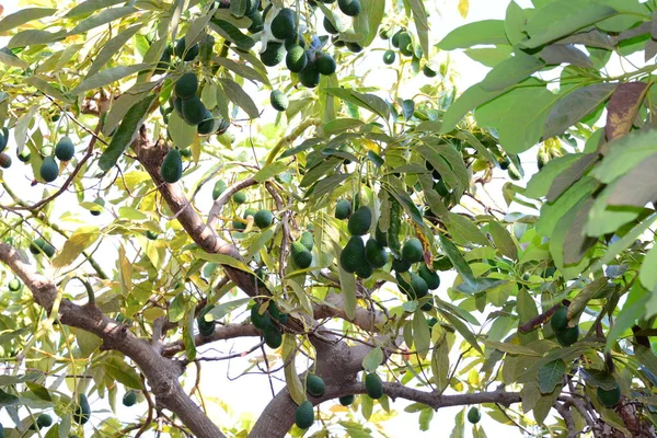 Awokado Drzewie Liście Zielone Flora Liście — Zdjęcie stockowe