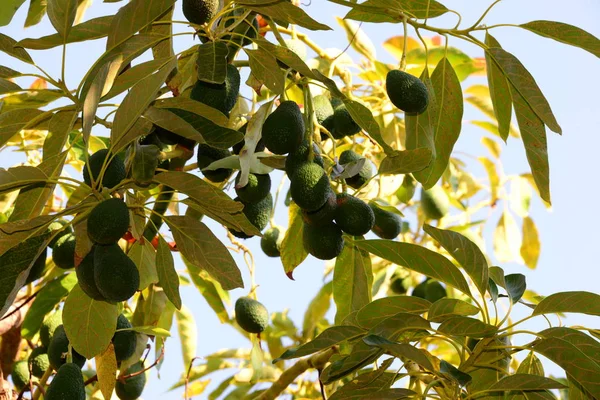 Avocados Auf Baum Grünen Blättern Flora Und Laub — Stockfoto