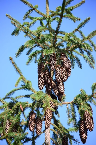 Dennenappels Spanje — Stockfoto