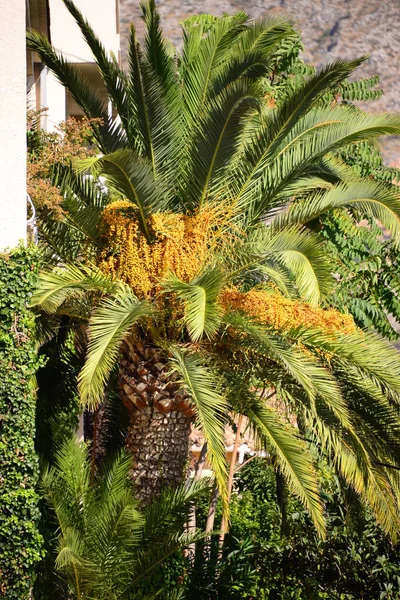Hojas Palma Flora Naturaleza Medio Ambiente — Foto de Stock