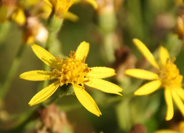 John Wort Morning Dew — Foto de Stock