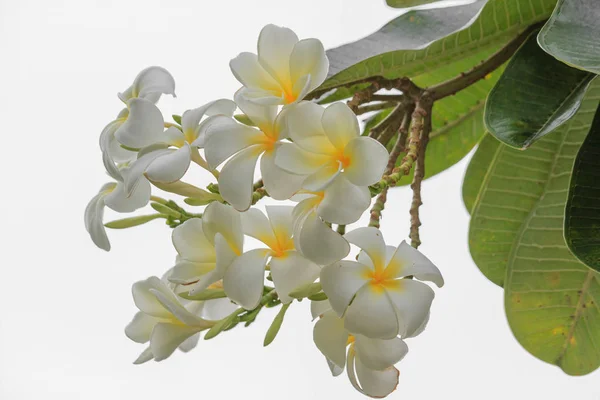 Plumeria Kwiat Białym Odizolowanym Tle — Zdjęcie stockowe
