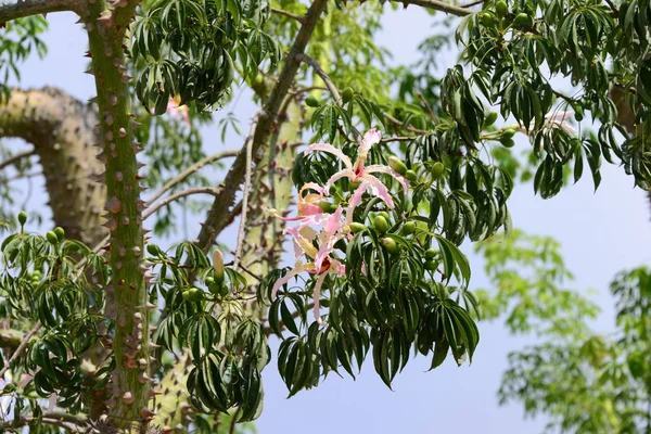 Blomma Flaska Träd Spanien — Stockfoto