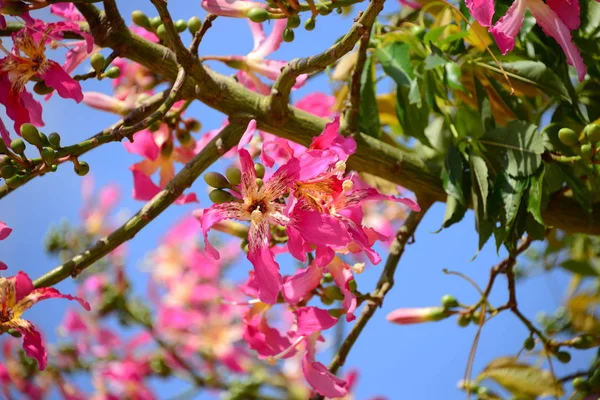 flower on the bottle tree - spain