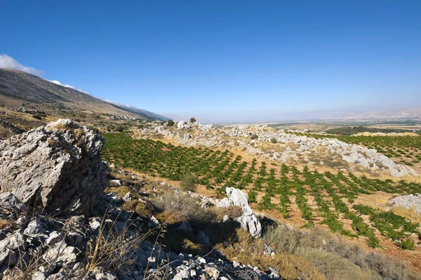 Виноградарство Ливана Является Одним Старейших Мест Производства Вина Мире — стоковое фото