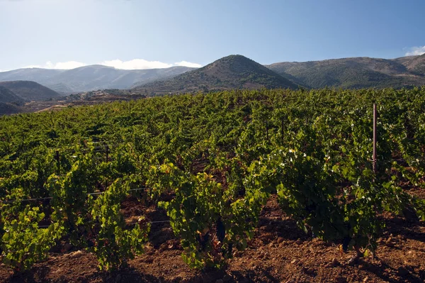 Racimos Uvas Árbol Con Uvas — Foto de Stock