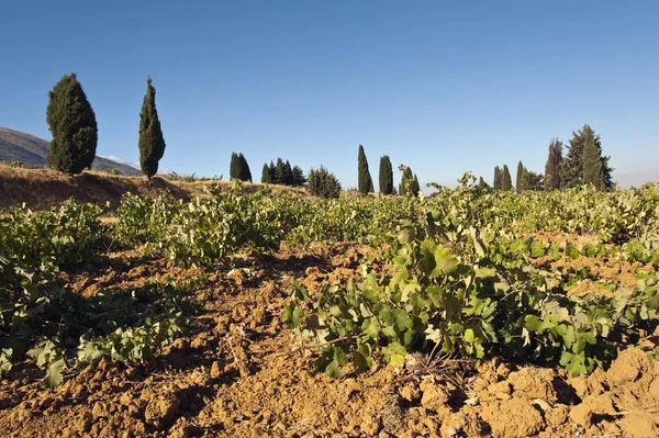 Виноградарство Ливана Является Одним Старейших Мест Производства Вина Мире — стоковое фото