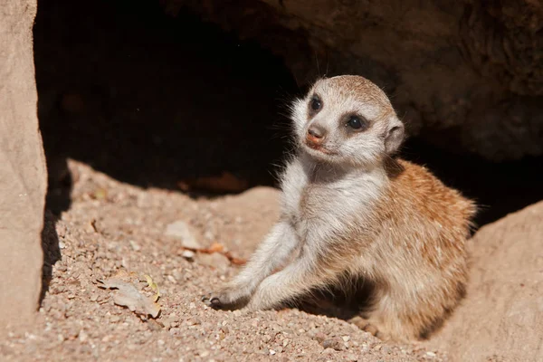 Meerkat Animal Creature Suricatta — стоковое фото