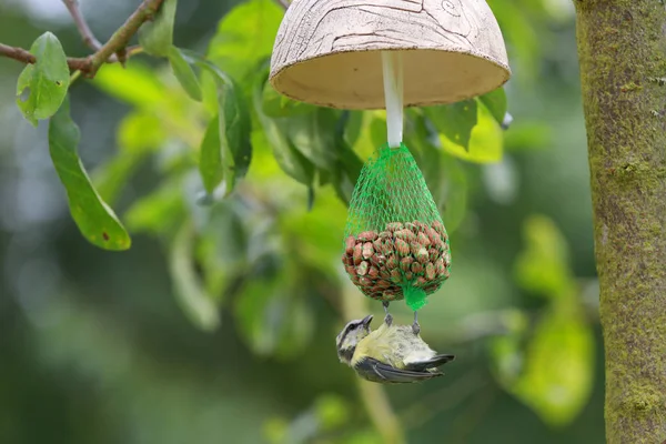 美しいタイマウスの鳥の風景 — ストック写真