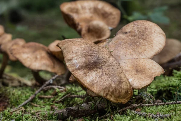 Culture Champignons Dans Forêt Fond Nature — Photo