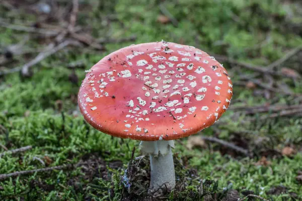 Cogumelo Venenoso Floresta Conífera — Fotografia de Stock