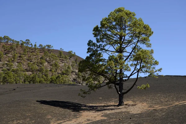 Kanariefall Tenerife Tall Vulkan Vulkanism Berg Bergskedja Träd Kanariefåglar Kanariefåglar — Stockfoto