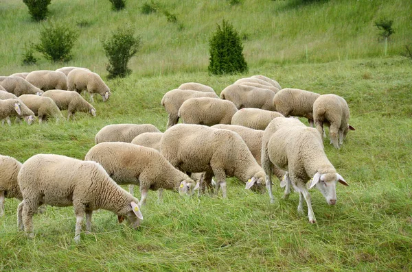 Moutons Domestiques Sur Pâturage — Photo