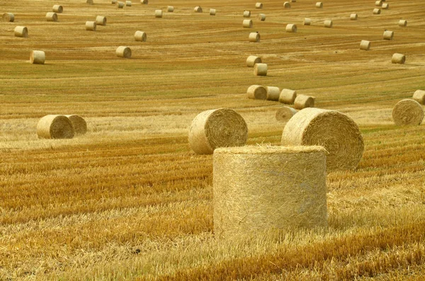 藁玉のある農業分野 — ストック写真