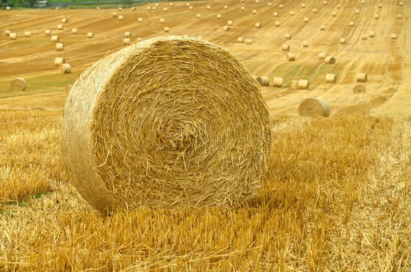 Campo Agrícola Con Fardos Paja — Foto de Stock