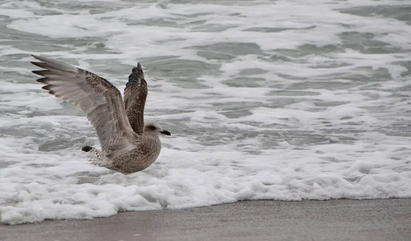 Gaviota Mar Báltico — Foto de Stock