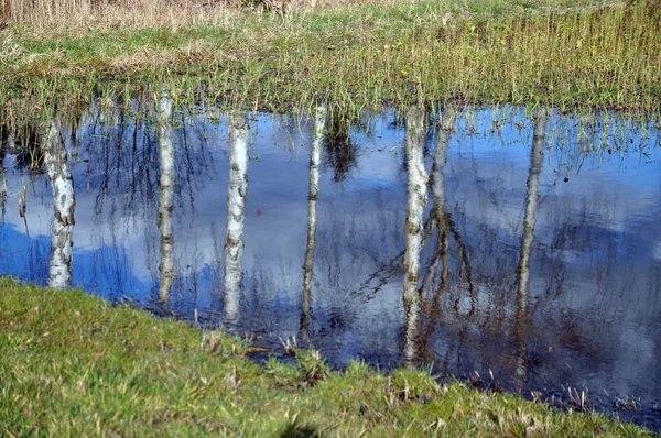 Baumstammrinde Bauholz — Stockfoto