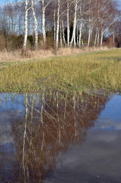 Baumstammrinde Bauholz — Stockfoto