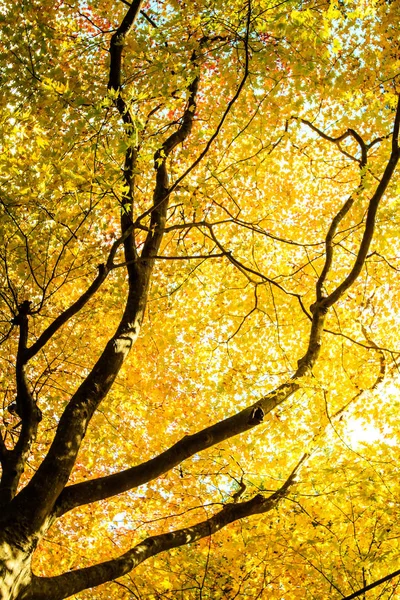 Красные Листья Клена Осенью Адв Других Целей Использования — стоковое фото