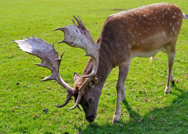 自然界の野生動物鹿の野生動物 — ストック写真