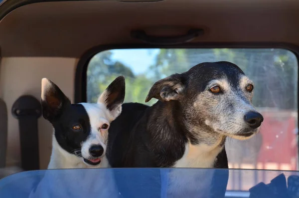 Perro Chihuahua Delante Ventana — Foto de Stock