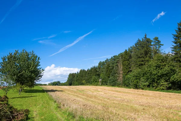 Borde Del Bosque Con Campo Cultivo Desechos —  Fotos de Stock