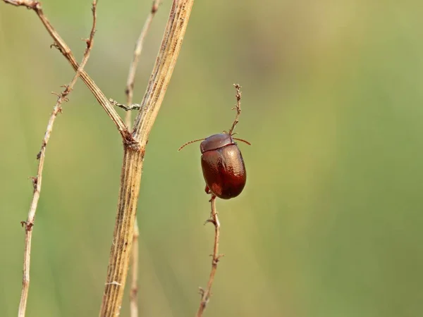 Roodbruine Bladkever Chrysolina Staphylaea — Stockfoto