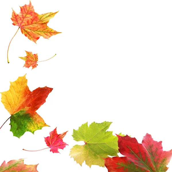 Borda Canto Coloridas Folhas Variegadas Outono Outono Com Padrões Multicoloridos — Fotografia de Stock