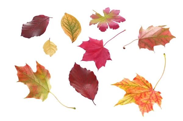 Colorful Autumn Leaves Fall Season Foliage — Stock Photo, Image