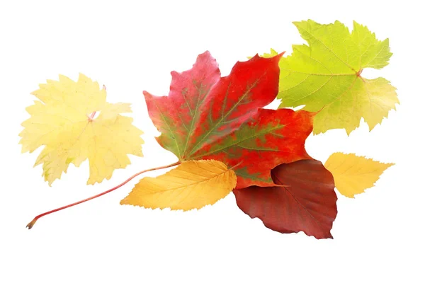 五彩缤纷的红色秋叶中夹杂着黄绿相间的选择 呈现出秋天五彩斑斓的色调 与白色隔绝 — 图库照片