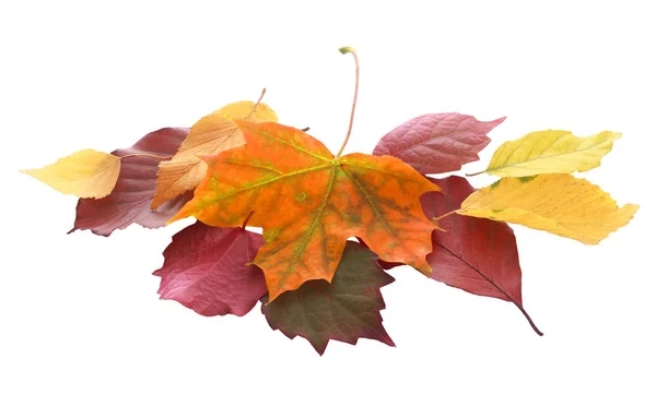 Montón Hojas Coloridas Otoño Otoño Una Variedad Árboles Amarillo Dorado — Foto de Stock