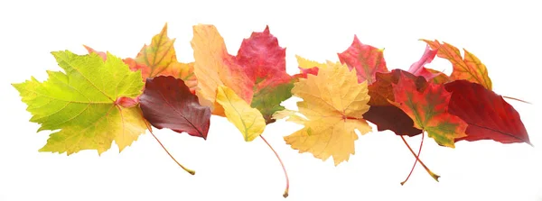 五彩缤纷的秋天或秋天的水平横幅 叶色和形状各异 显示季节的变化 排成一排装饰 与白色隔离 — 图库照片