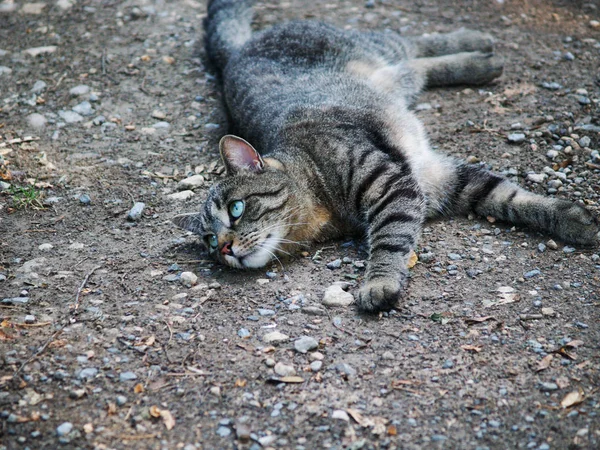 Porträtt Söt Katt — Stockfoto