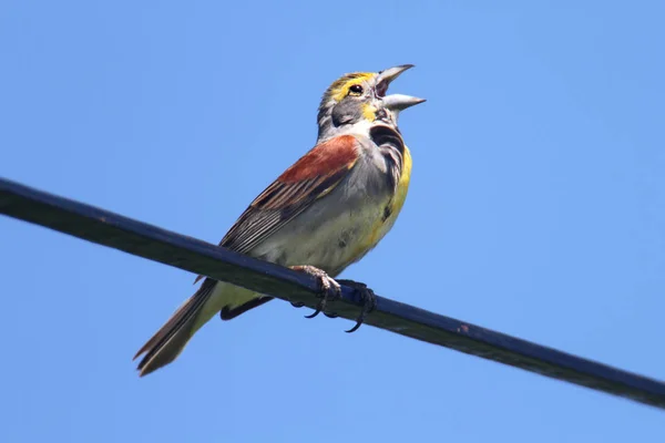 Dickcissel Spiza Americana Cantando Fio Com Fundo Azul Céu — Fotografia de Stock