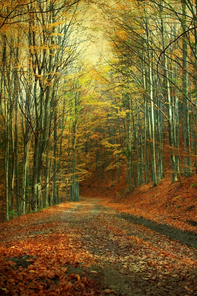 Винтажное Фото Изогнутой Дороги Осеннем Лесу — стоковое фото
