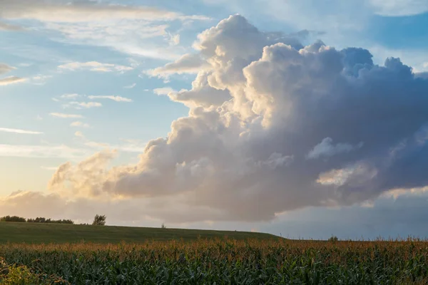 Landbouwgrond Maïsveld Het Platteland — Stockfoto