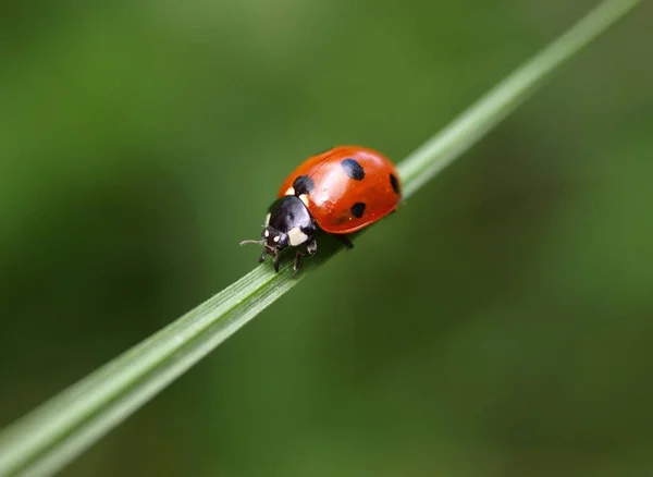 Vista Cerca Del Pequeño Insecto Mariquita — Foto de Stock