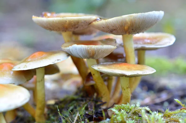 Growing Mushrooms Forest Nature Background — Stock Photo, Image