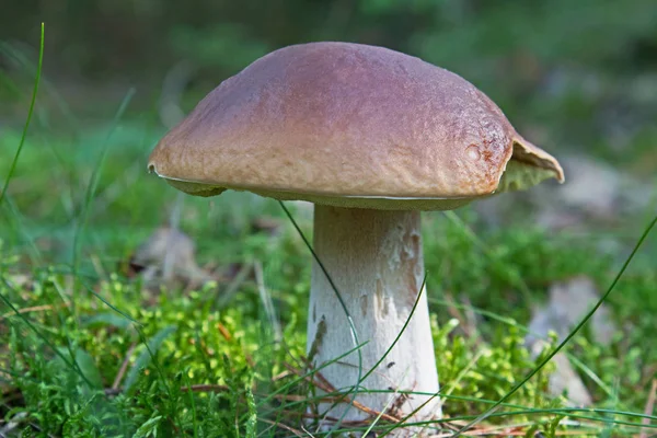 Paddenstoelen Kweken Bos Natuur Achtergrond — Stockfoto