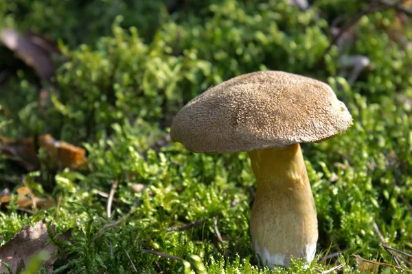 Paddenstoelen Kweken Bos Natuur Achtergrond — Stockfoto