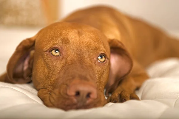 Rüya Gibi Köpek Yatakta Yatıyor — Stok fotoğraf