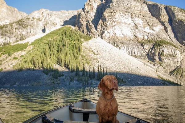 Dog Sitting Canoe Mountain Lake Mountain Background — Stock Photo, Image
