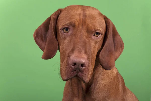 Raszuivere Hongaarse Vizsla Hond Poseren Chroma Groene Achtergrond — Stockfoto