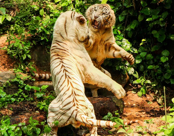 Batalla Dos Tigres Blancos —  Fotos de Stock