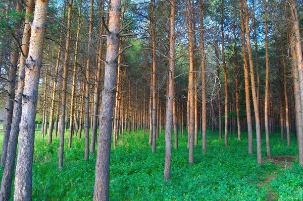 Paisaje Verano Bosque Con Pinos —  Fotos de Stock